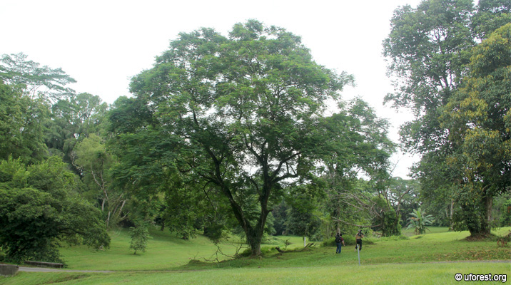 Bead Tree